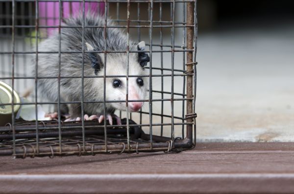 Melbourne Wildlife Removal