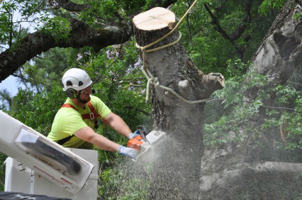Melbourne Tree Trimming