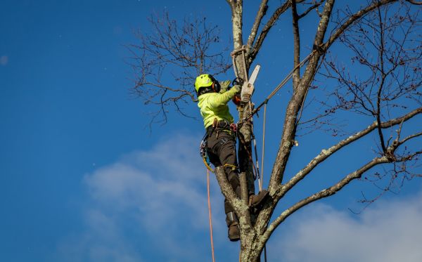 Melbourne Tree Removal